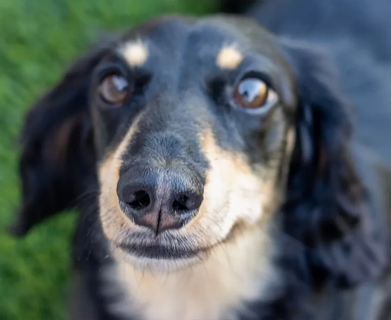 mascota-22