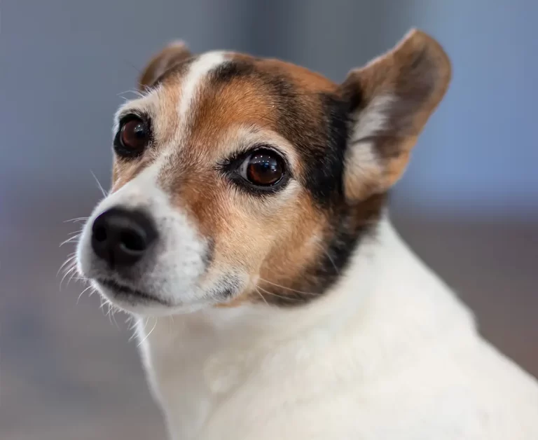 mascota-6
